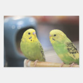 キウイ ラッピングペーパーシート (正面3)