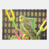 キウイ ラッピングペーパーシート (正面2)