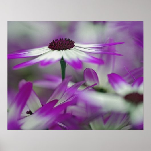 キウケンホフ・ガーデンの紫色の花を間近に控えた。 ポスター (正面)