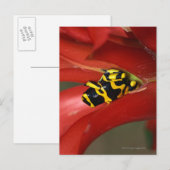 キガエル ポストカード (正面/裏面)