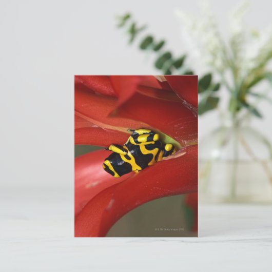 キガエル ポストカード (スタンド正面)