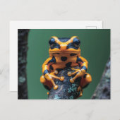 キガエル ポストカード (正面/裏面)