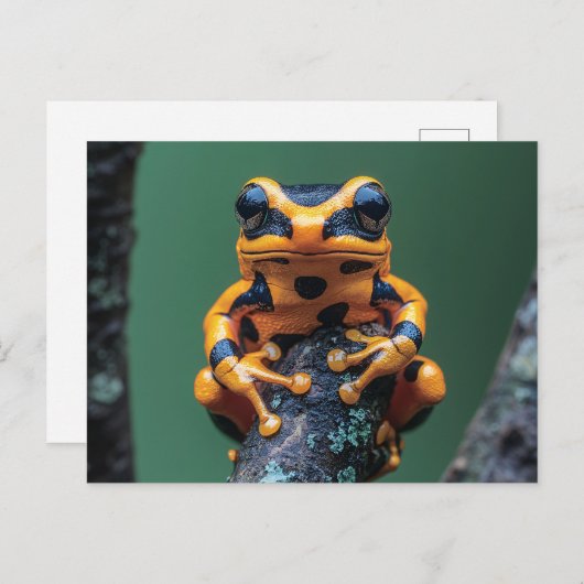 キガエル ポストカード (正面/裏面)