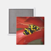 キガエル マグネット (正面/裏面)