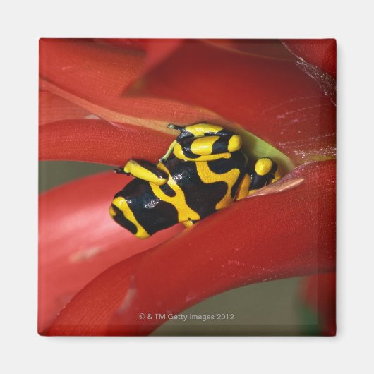 キガエル マグネット (正面)