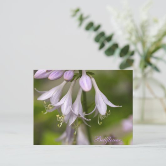 キキョウ ポストカード (スタンド正面)