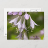 キキョウ ポストカード (正面/裏面)