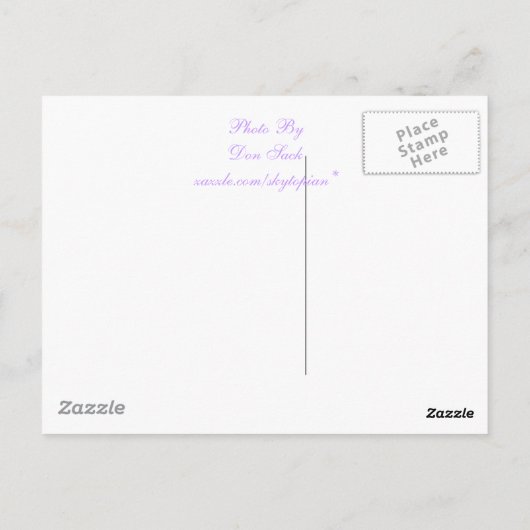 キキョウ ポストカード (裏面)