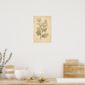 キクの植物画 ポスター (キッチン)