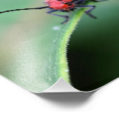 キクイムシの昆虫のクローズアップ8 x 8 フォトプリント            (角)