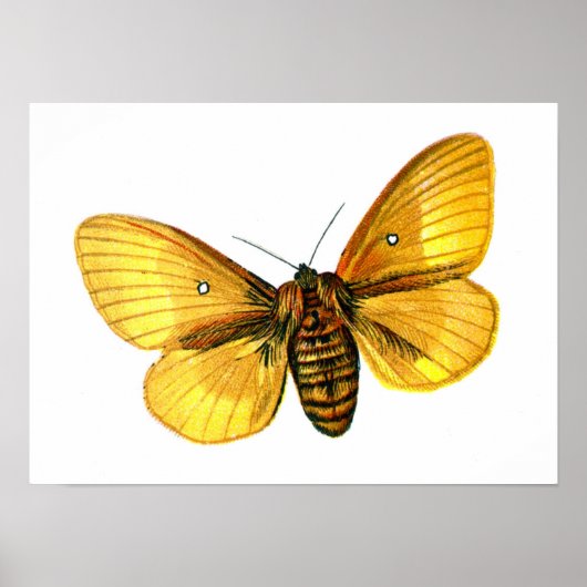 キクイムシ雌 ポスター (正面)