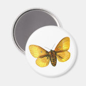 キクイムシ雌 マグネット (正面/裏面)