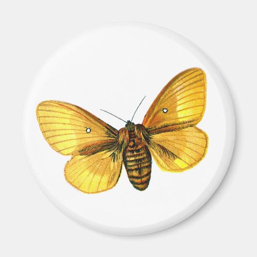 キクイムシ雌 マグネット (正面)