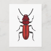 キクイムシ ポストカード (正面)