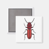 キクイムシ マグネット (正面/裏面)