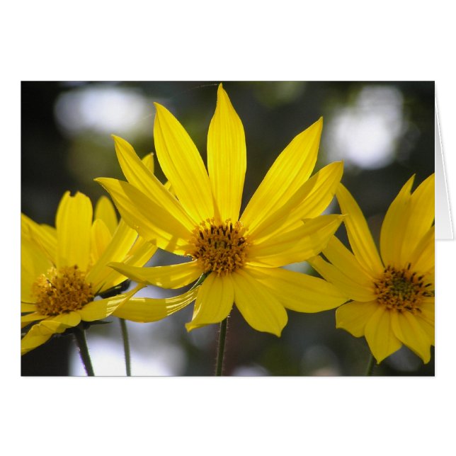 キクイモ (正面横)