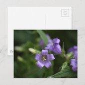 キクイワ ポストカード (正面/裏面)