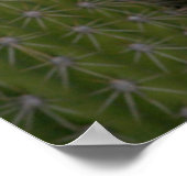 キクイーンオブザナイトサボテンの花、Karoo地域 ポスター (角)