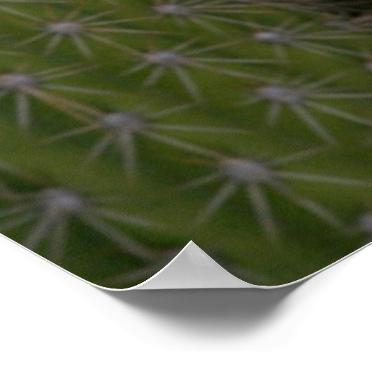 キクイーンオブザナイトサボテンの花、Karoo地域 ポスター (角)