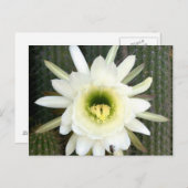 キクイーンオブザナイトサボテンの花、Karoo地域 ポストカード (正面/裏面)