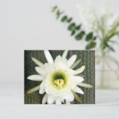 キクイーンオブザナイトサボテンの花、Karoo地域 ポストカード (スタンド正面)