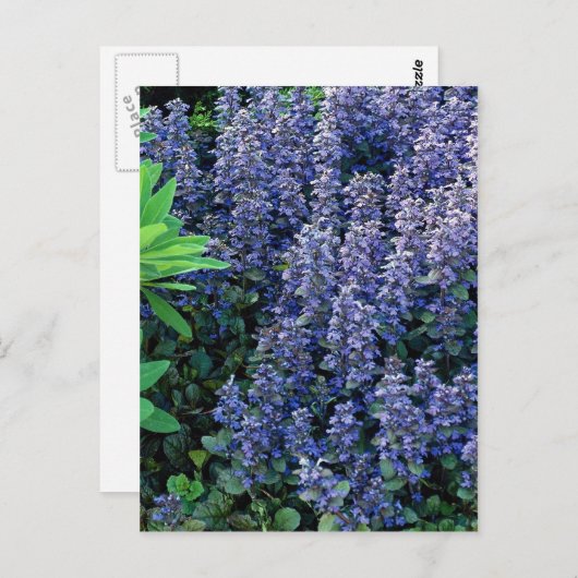 キクイ ポストカード (正面/裏面)