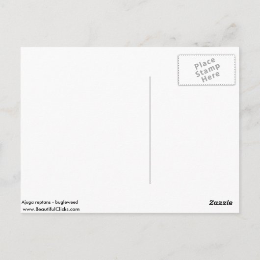 キクイ ポストカード (裏面)