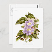 キクイ ポストカード (正面/裏面)