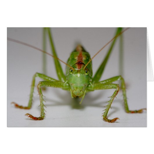 キク状結節 (正面横)