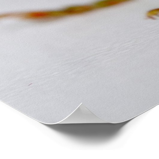 キク状結節 ポスター (角)