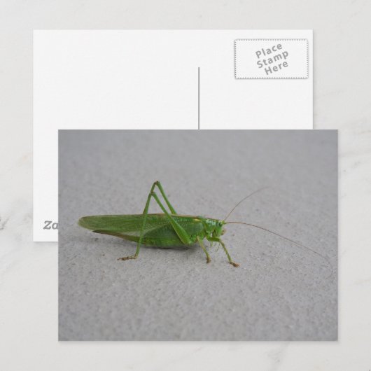 キク状結節 ポストカード (正面/裏面)