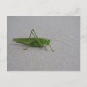 キク状結節 ポストカード (正面)