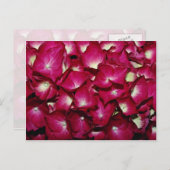 キク科の花 ポストカード (正面/裏面)