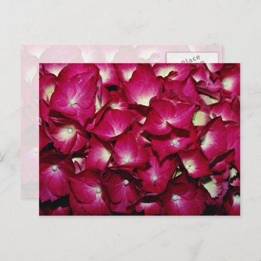 キク科の花 ポストカード (正面/裏面)