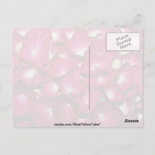 キク科の花 ポストカード (裏面)