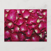 キク科の花 ポストカード (正面)