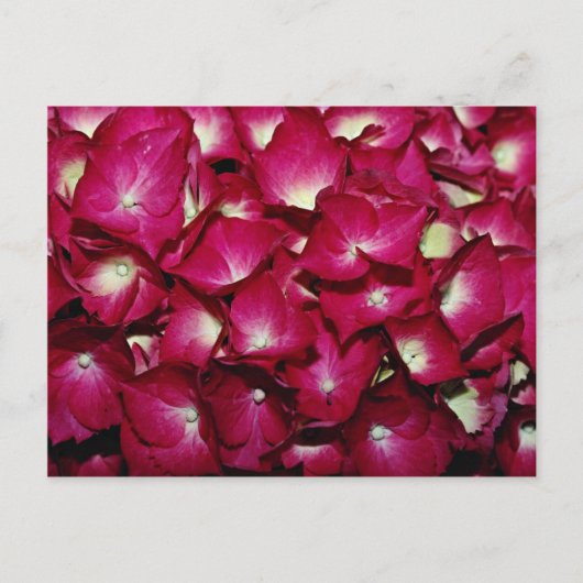 キク科の花 ポストカード (正面)