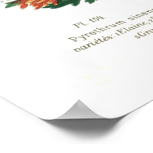 キク ポスター (角)