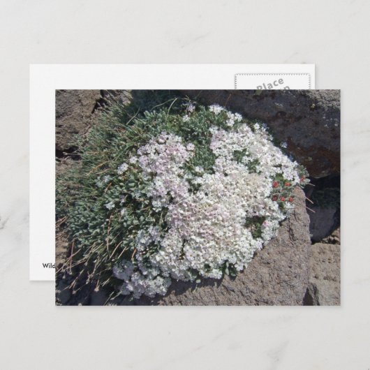 キク ポストカード (正面/裏面)