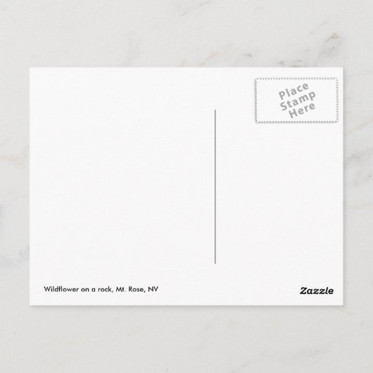 キク ポストカード (裏面)