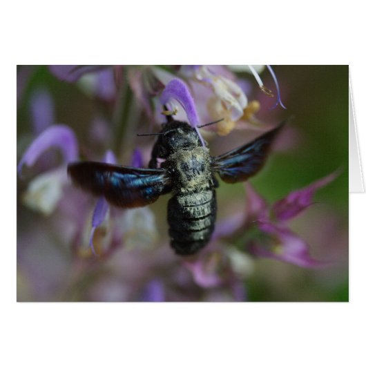 キシロコパアイリス (正面横)