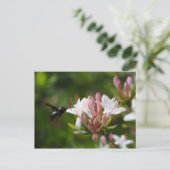 キシロコパアイリス ポストカード (スタンド正面)