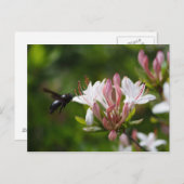 キシロコパアイリス ポストカード (正面/裏面)