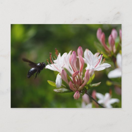 キシロコパアイリス ポストカード (正面)