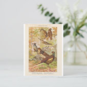 キジとその他のゲーム ポストカード (スタンド正面)