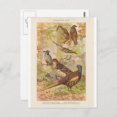 キジとその他のゲーム ポストカード (正面/裏面)