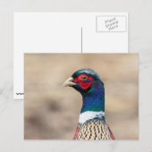 キジのポートレート ポストカード (正面/裏面)