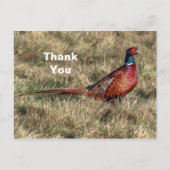 キジの写真ありがとう ポストカード (正面)