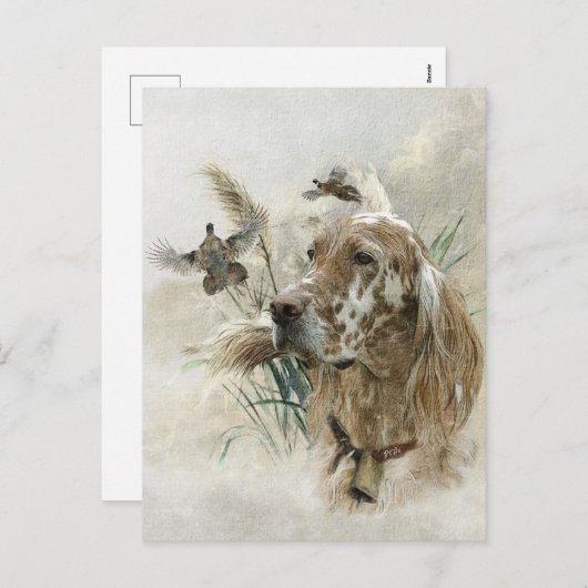 キジの美しいセッター，アート シーズンポストカード (正面/裏面)