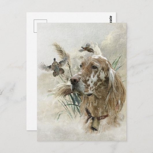 キジの美しいセッター,アート ポストカード (正面/裏面)